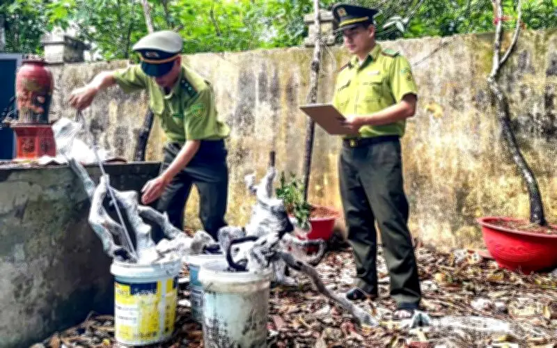 Cảnh báo nguy cơ vi phạm pháp luật từ cơn sốt săn lùng cây mùi hương