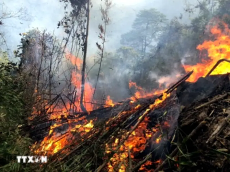 Cảnh báo nhiều khu vực nguy cơ cháy rừng cấp cực kỳ nguy hiểm trong tháng 4