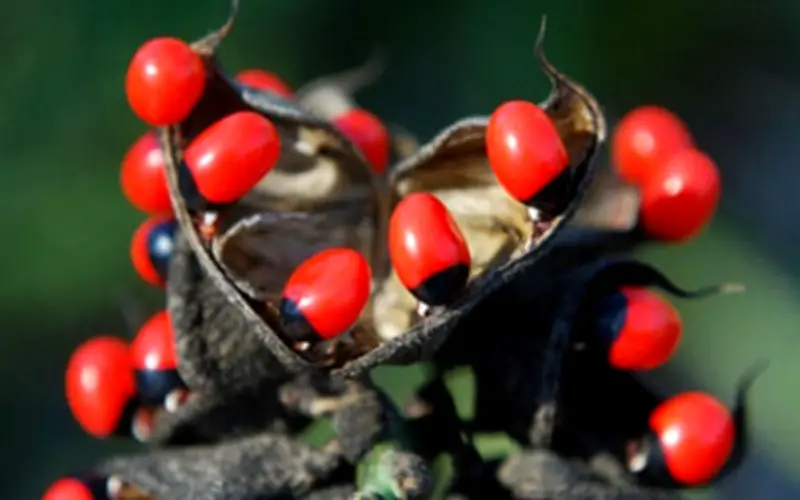 Cảnh báo: Quả mã tiền và hạt cam thảo dây - Những loại quả đẹp nhưng cực độc