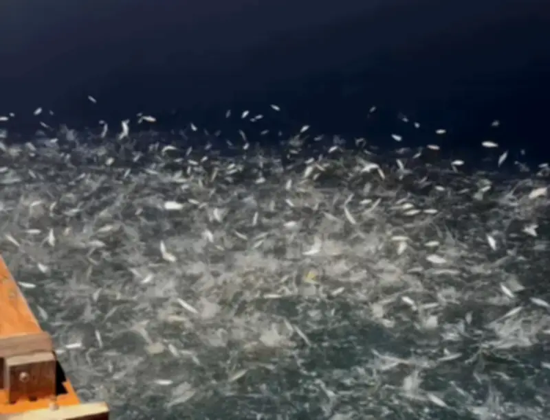 Cảnh hiếm gặp: Hàng vạn con cá nhảy loạn xạ trên mặt biển Quảng Ninh