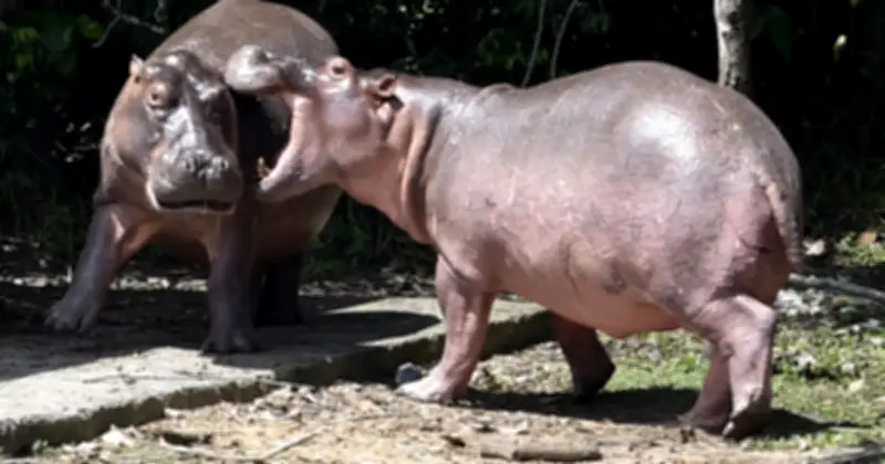 Con trai tỉ phú Ấn Độ đề nghị cứu hà mã của trùm ma túy Escobar