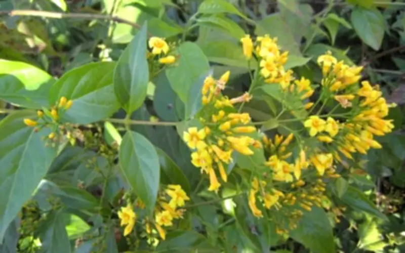 Cấp cứu thành công bệnh nhân ngộ độc lá ngón nguy kịch tại Nghệ An