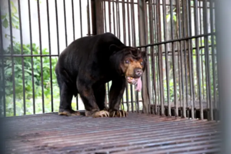 Cứu Hộ Thành Công 4 Cá Thể Gấu Nuôi Nhốt, Đưa Về Bạch Mã Chăm Sóc