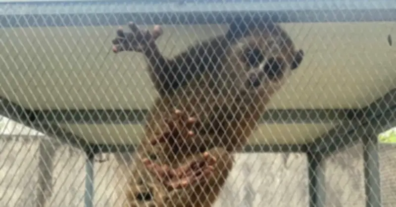 Cu Li Nhỏ Được Cứu Ở Hà Tĩnh: Vẻ Đáng Yêu Và Thông Điệp Bảo Vệ Động Vật Hoang Dã