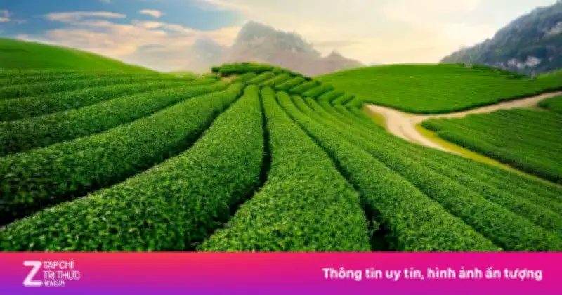 Cuộc cách mạng trà tại Anh: Từ đồ uống quý tộc đến thức uống bình dân