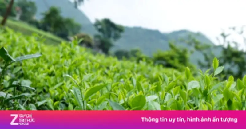 Cuộc Chiến Lá Trà Thế Kỷ 19: Cạnh Tranh Khốc Liệt Giữa Châu Á Và Thuộc Địa