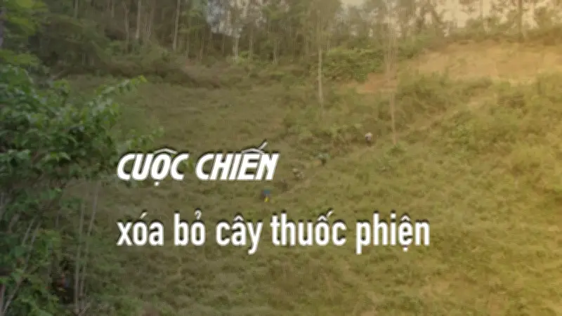 Cuộc Chiến Thầm Lặng Trên Núi Cao: Đoàn Công Tác 06 Triệt Phá Cây Thuốc Phiện