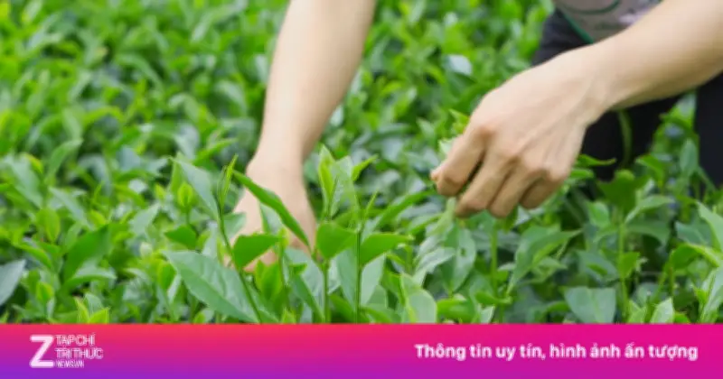 Cuốn Sách Khám Phá Hành Trình Vạn Lý Và Văn Hóa Trà Cổ Xưa