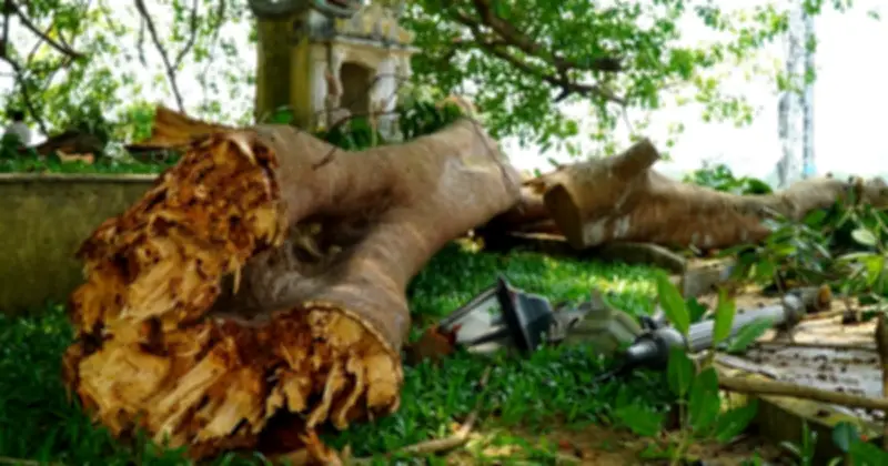 Cây đa di sản ở Quảng Ngãi bất ngờ gãy đổ trong lễ Giỗ tổ Hùng Vương