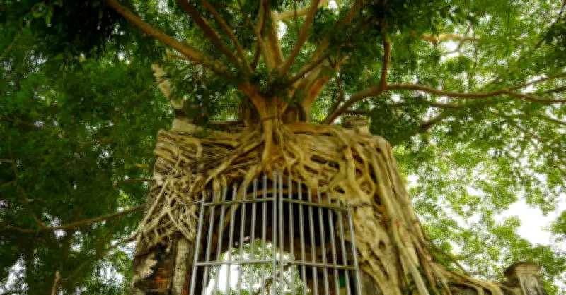 Cây đa ôm trọn công trình phủ kín vòm gạch trăm năm ở Nghệ An