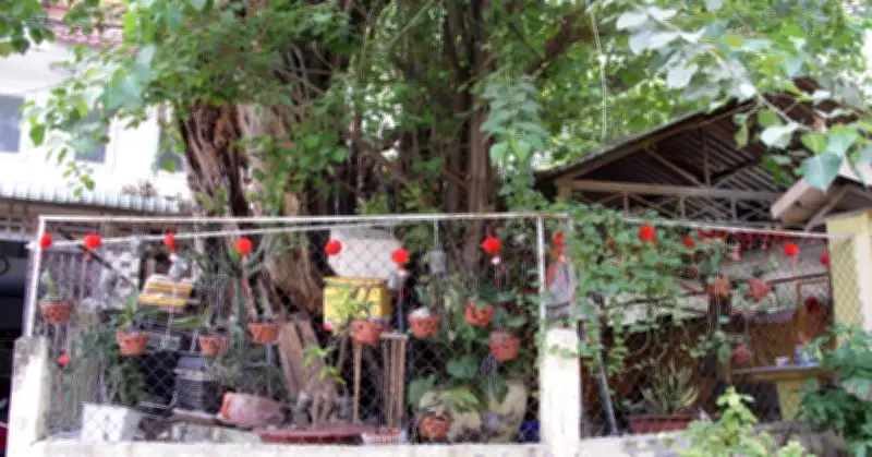 Cây đa trăm tuổi ở TP.HCM: Thân mục rỗng vẫn vươn cao tỏa bóng mát