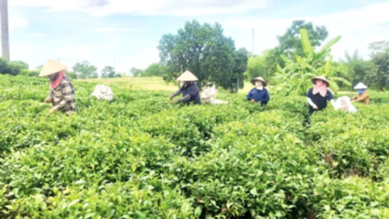 Cây công nghiệp Tây Nguyên bứt phá nhờ liên kết chuỗi và chế biến sâu