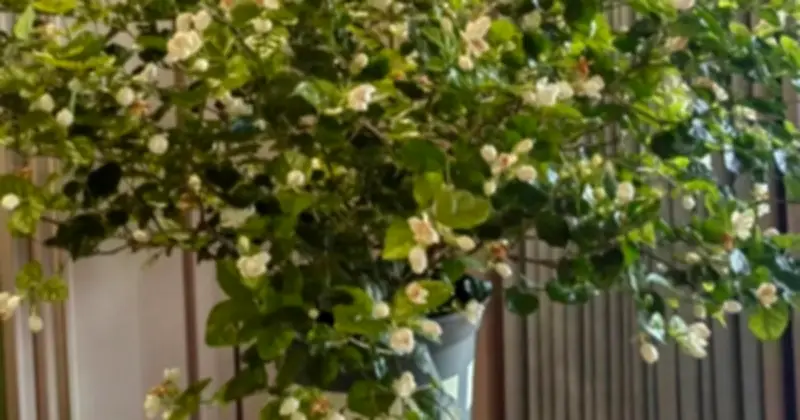 Cây Cảnh Trong Nhà: Không Chỉ Trang Trí Mà Còn Cải Thiện Sức Khỏe Và Tinh Thần