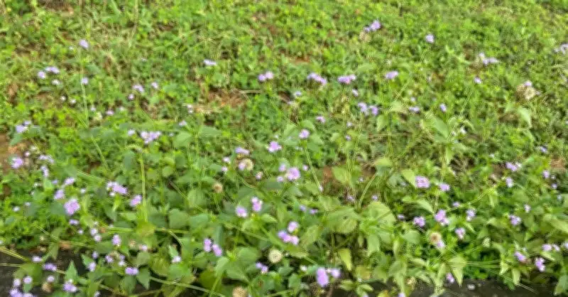 Cây dại xấu xí nhưng là 'thần dược' trị viêm xoang hiệu quả