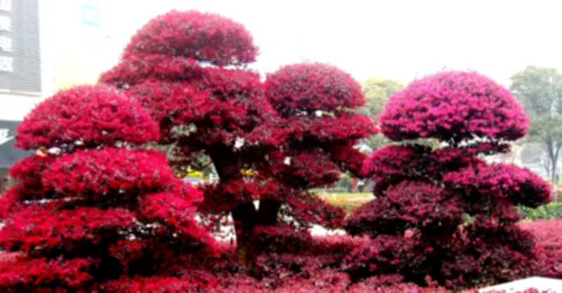 Cây hồng phụng nở rộ như pháo hoa, sắc tím rực rỡ thu hút sự chú ý