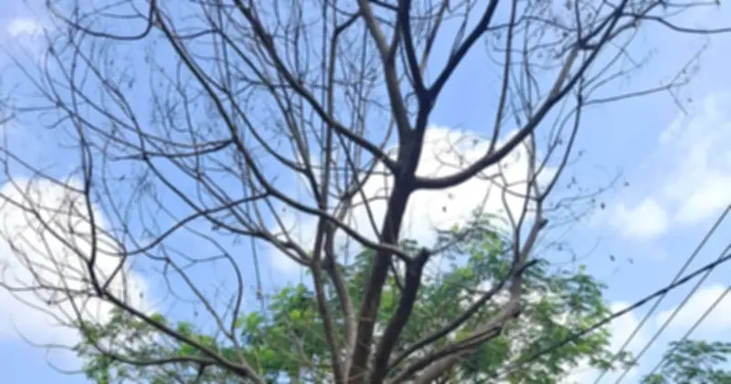 Cây khô trước nhà tại TP.HCM gây lo ngại ngã đổ và mất mỹ quan đô thị