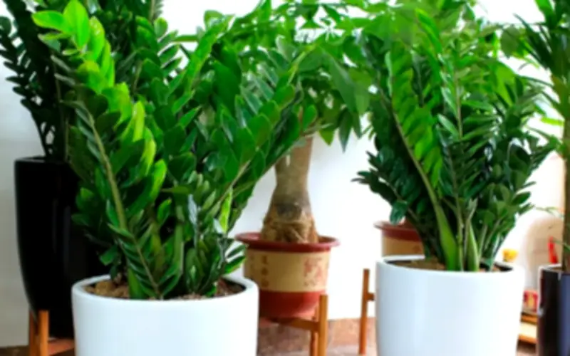 Cây Kim Tiền Có Độc Không? Khám Phá Những Lợi Ích Sức Khỏe Bất Ngờ