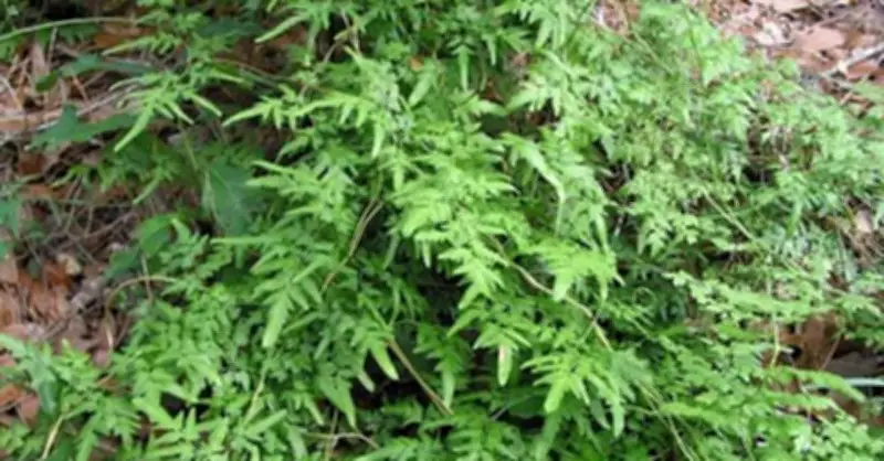 Cây Mộc Hoang: Thảo dược quý hỗ trợ tiêu tan sỏi thận hiệu quả