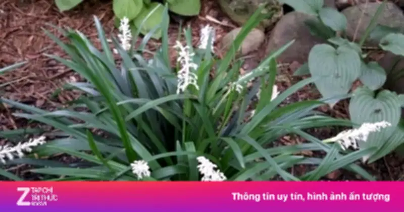 Cây Mạch Môn: Dược Liệu Quý Bổ Tim, Ngừa Ung Thư Bị Lãng Quên Làm Cảnh