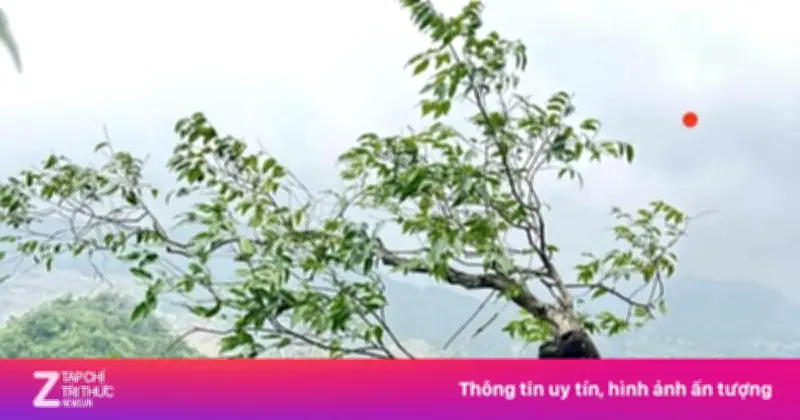 Cây Muội Hồng Bị Cấm Khai Thác: Bảo Vệ Hệ Sinh Thái Núi Đá Vôi Trước Nguy Cơ Tuyệt Chủng