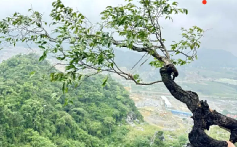 Cây muỗi hồng gây sốt mạng xã hội: Lý do bất ngờ và tác dụng thực tế