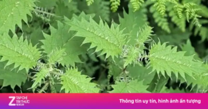 Cây Tầm Ma: Dược Liệu Quý Bổ Ngang Nhân Sâm, Tổ Yến, Mọc Hoang Đầy Vườn