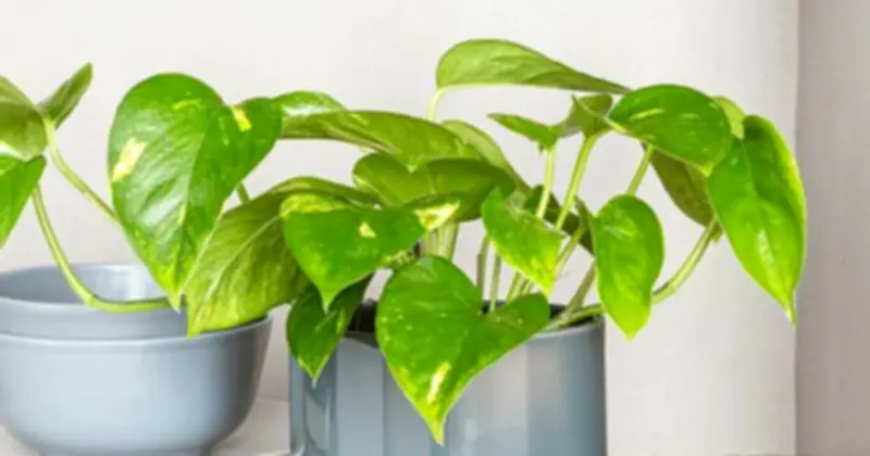 Cây trầu bà: Lợi ích phong thủy và rủi ro sức khỏe cần biết