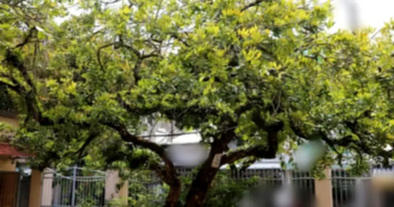 Cây Xanh Trong Nhà: Không Chỉ Trang Trí Mà Còn Mang Lại Tài Lộc Và Bình An