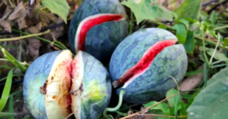 Dưa hấu được mùa mất giá, nông dân Quảng Trị lao đao