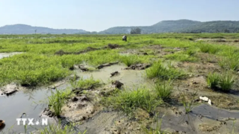 Dak Lak: Hàng trăm hecta lúa bị bỏ hoang do nhiễm mặn nặng