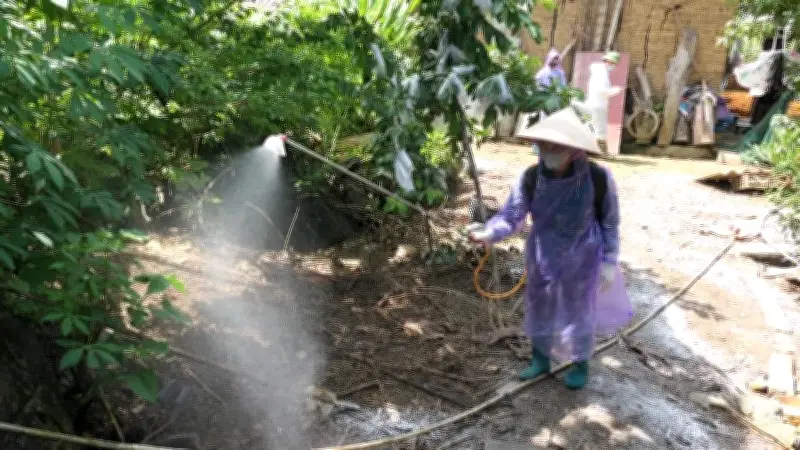 Dịch tả lợn châu Phi bùng phát tại Quảng Ngãi, hơn 20 tấn lợn bị tiêu hủy