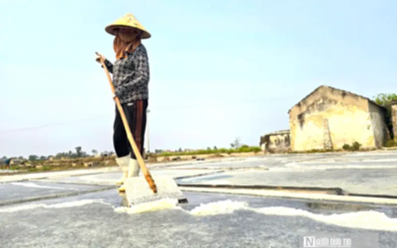 Diêm dân Nghệ An vất vả thu hoạch muối trắng tinh giữa nắng nóng 40 độ C