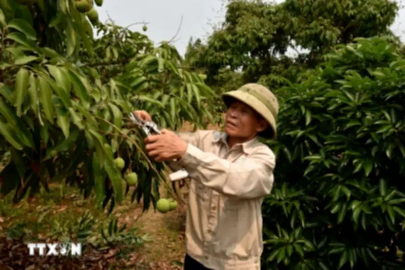 Doanh nghiệp đặt hàng sớm, mở ra kỳ vọng lớn cho vụ vải thiều 2026