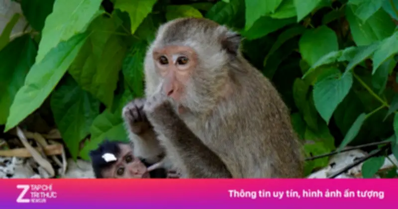 Du khách bất chấp cảnh báo, tiếp tục cho khỉ ăn bánh kẹo trên bán đảo Sơn Trà