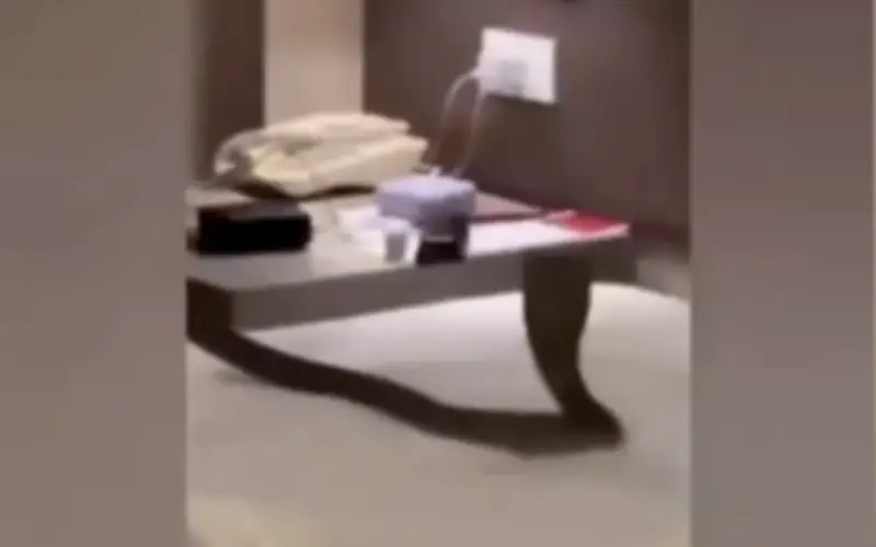 Du khách sốc khi phát hiện rắn hổ mang bò trên giường tại khách sạn Thái Lan