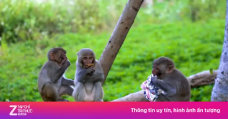 Du khách vô tư cho khỉ ăn ở Sơn Trà: Hệ lụy khó lường cho động vật hoang dã