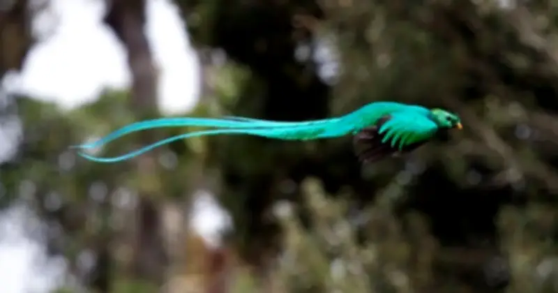 Du Lịch Ngắm Chim: Từ Thú Vui Người Già Đến Trào Lưu Xa Hoa Toàn Cầu