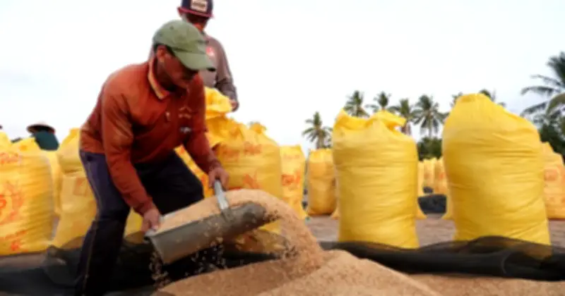 El Nino và xung đột Trung Đông đẩy giá gạo thế giới tăng cao, nông dân và doanh nghiệp vẫn khó khăn