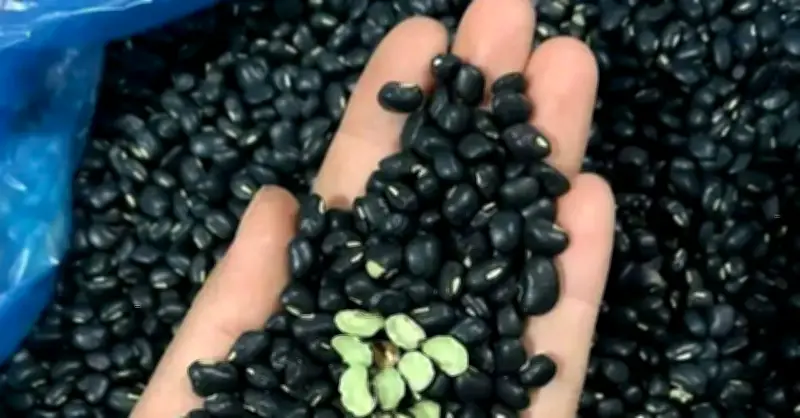 Đỗ Đen: Thần Dược Thanh Nhiệt, Giải Độc Và Những Lưu Ý Quan Trọng Từ Chuyên Gia