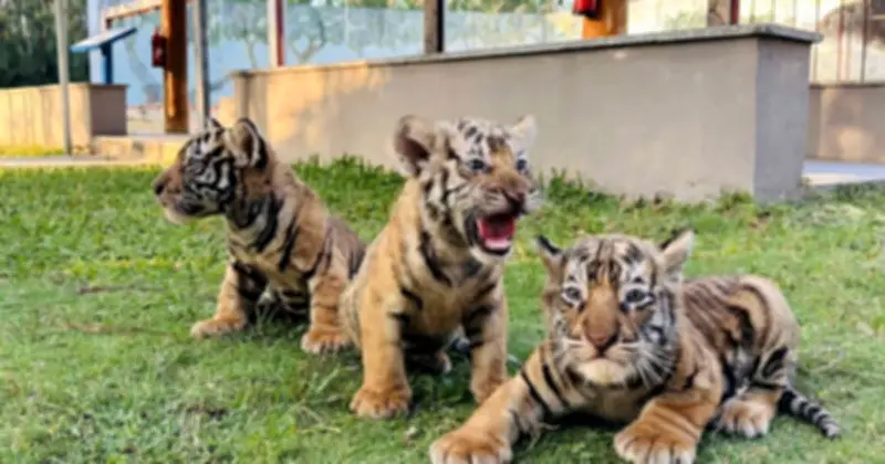 FLC Zoo Safari Park Quy Nhơn đón chào 3 hổ Bengal con chào đời tự nhiên