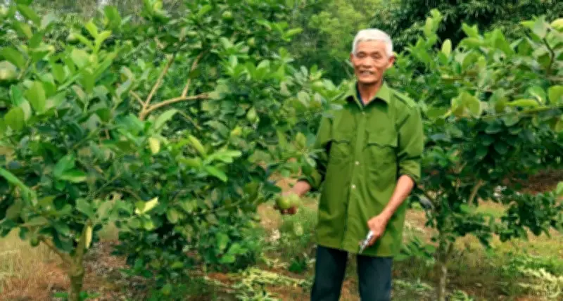 Ghép chanh vàng Mỹ lên gốc bưởi, nông dân Thanh Hóa thu hàng trăm triệu đồng/năm