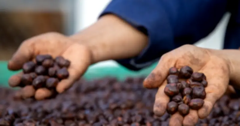 Giá Cà Phê Lao Dốc Mạnh Dù Thị Trường Toàn Cầu Khởi Sắc Sau Thỏa Thuận Ngừng Bắn
