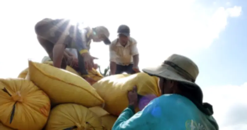 Giá gạo thế giới tăng mạnh, Việt Nam hưởng lợi từ nhu cầu Philippines và Trung Quốc