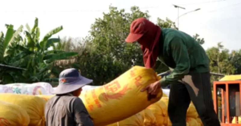 Giá Gạo Việt Nam Tăng Mạnh Nhất Châu Á, Nhiều Loại Tăng Sốc Đến 15 USD/Tấn