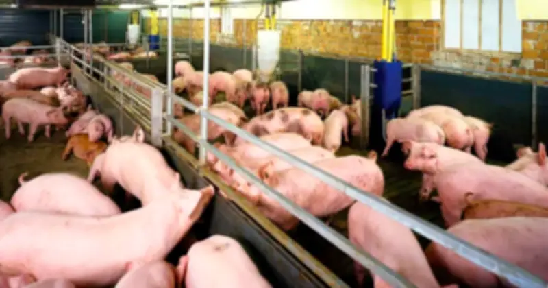 Giá heo hơi tăng trở lại trên cả nước, bình quân đạt 65.500 đồng/kg