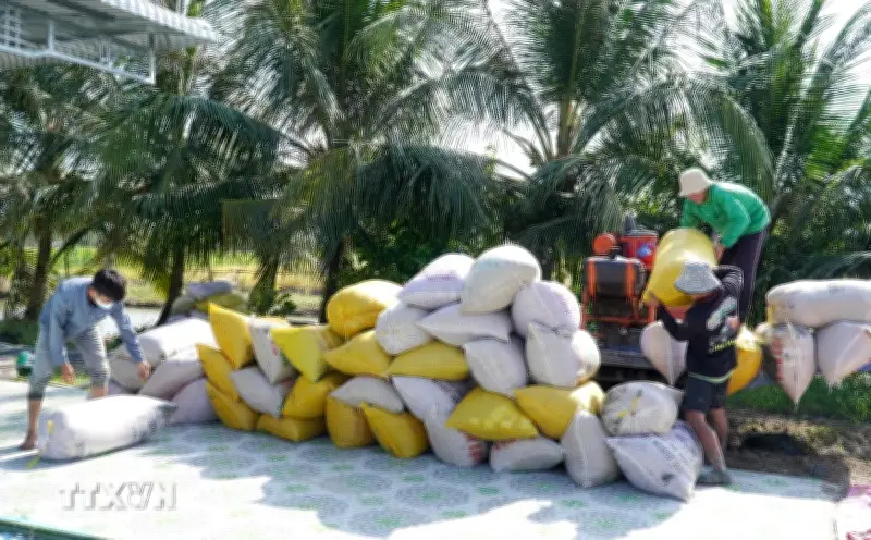 Giá lúa gạo trong nước và xuất khẩu đồng loạt tăng mạnh