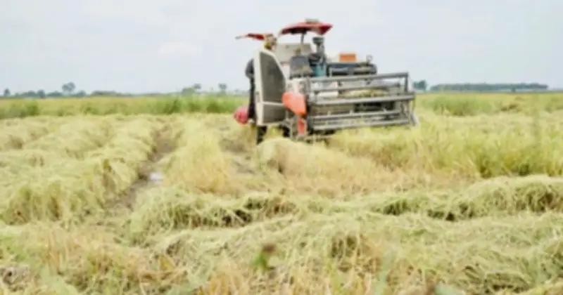 Giá Lúa Tây Ninh Giảm Mạnh, Nông Dân Đối Mặt Với Nhiều Khó Khăn Trong Vụ Đông Xuân