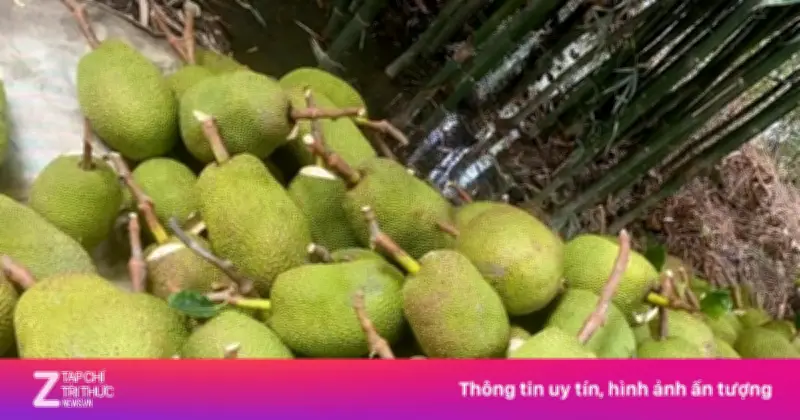 Giá Mít Miền Tây 'Lên Đỉnh, Xuống Đáy', Nhà Vườn Trở Tay Không Kịp