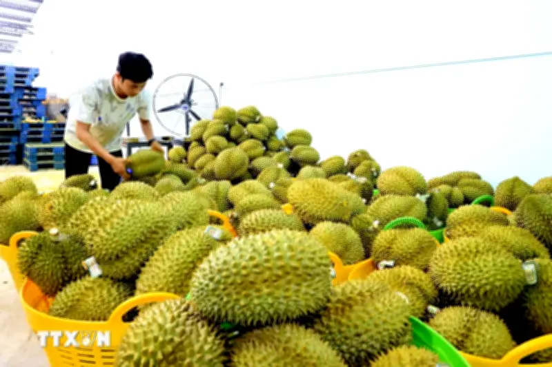 Giá sầu riêng bất ngờ giảm mạnh tại Đồng Tháp