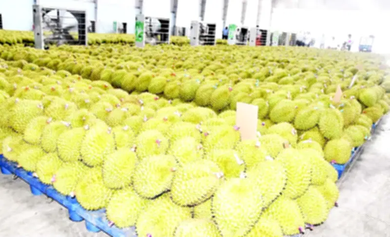 Giá sầu riêng giảm kỷ lục, nông dân Đồng Tháp lao đao